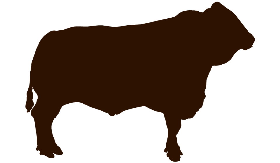 Cortes de Carne Res